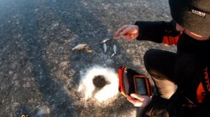 Безмотылка рулит/Крупный окунь и плотва на безмотылку/