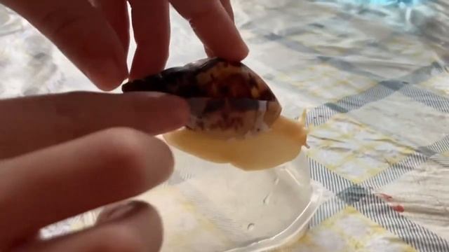 Что делать если у улитки треснул панцырь смотреть онлайн
