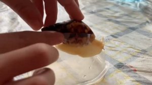 Что делать если у улитки треснул панцырь