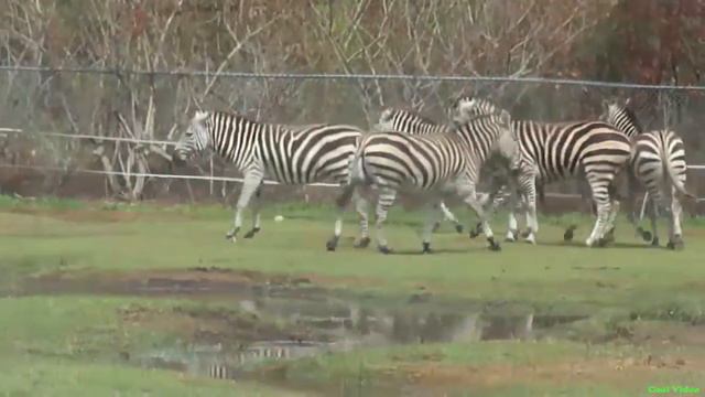 Зебры играются смотреть онлайн