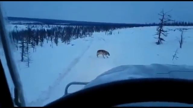 Поведение волка при бешенстве. Rabid wolf смотреть онлайн