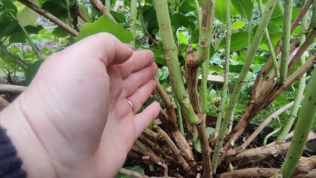 Готовлю крупнолистные гортензии к осенней омолаживающей обрезке✂️ и зимовке?? смотреть онлайн