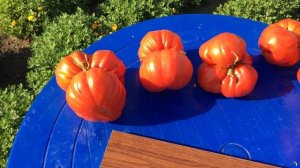ШОК! Помидор вырос весом более 1 кг. Томат Большой Зак ( Big Zac Tomato)