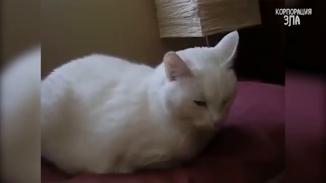 Приколы с котами и кошками — Смешные коты и кошки 2017 