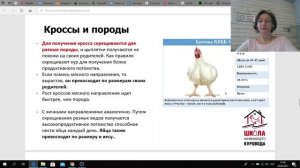 Школа начинающего куровода.  урок1. Как правильно купить кур