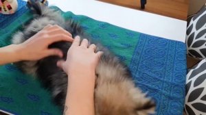 Неудачная стрижка шпица