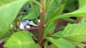 How to Grow Tornado Red Celosia (Cockscomb)