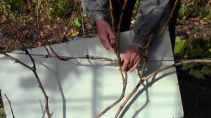 Обрезка винограда осенью. Подготовка винограда к зиме