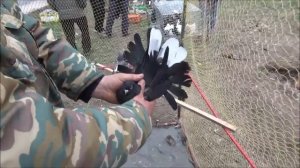 Голуби! Курск, ярмарка 2019г.