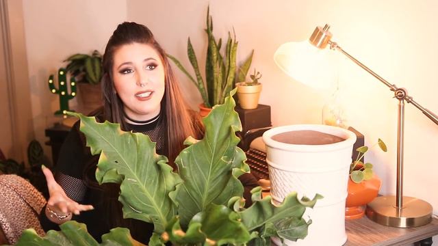 Anthurium Plowmanii Fruffels (Rancho Ruffels / Hookeri ) Plant Care Guide смотреть онлайн