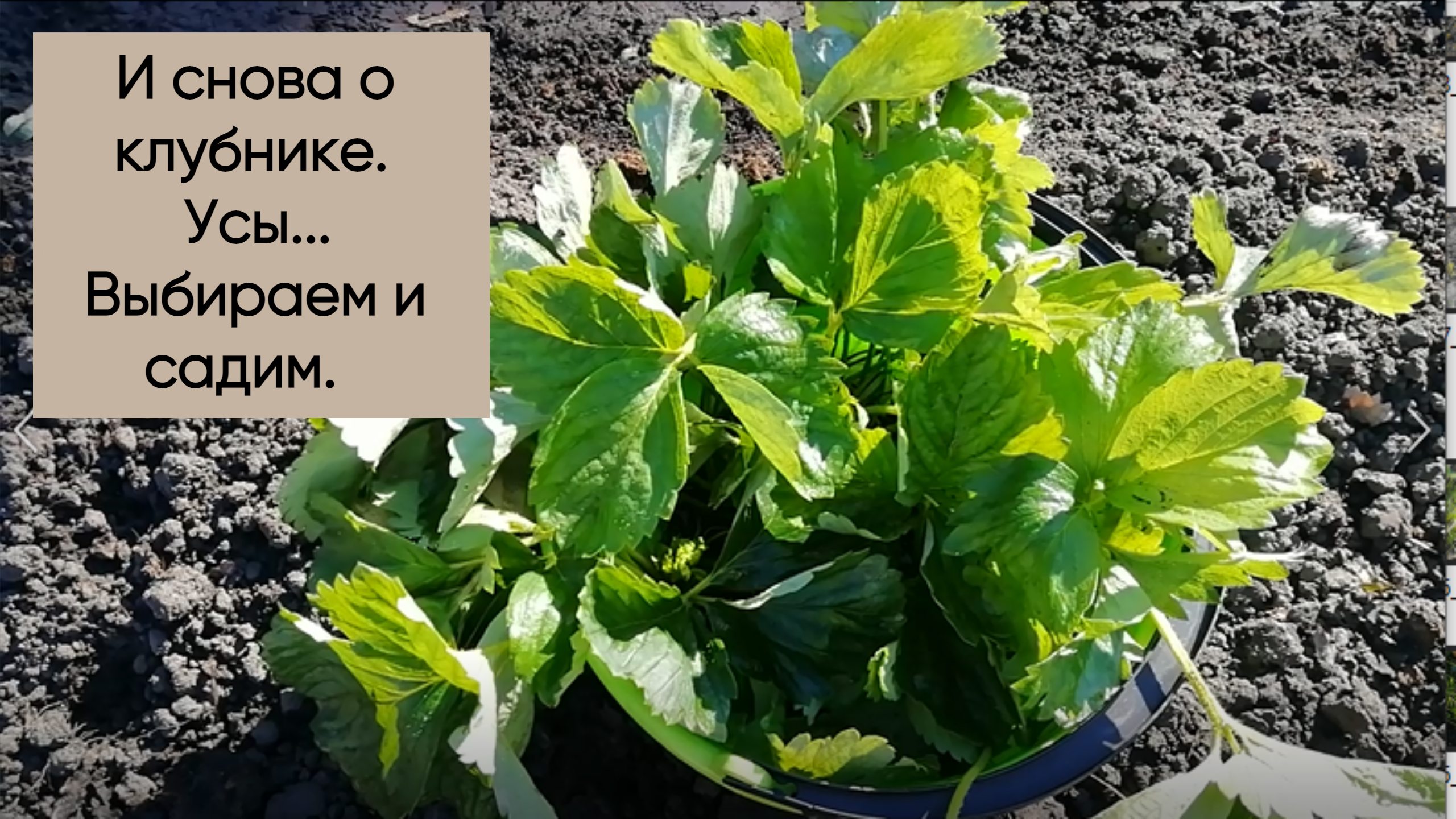 И снова о клубнике. Усы... Выбираем и садим. смотреть онлайн