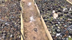 Как будут зимовать метельчатые гортензии без укрытия. Сибирь. 06.11