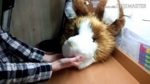 HOW TO ADHESIVE FUR[Fursuit]/КАК ПРИКЛЕИТЬ МЕХ НА ФУРСЬЮТ