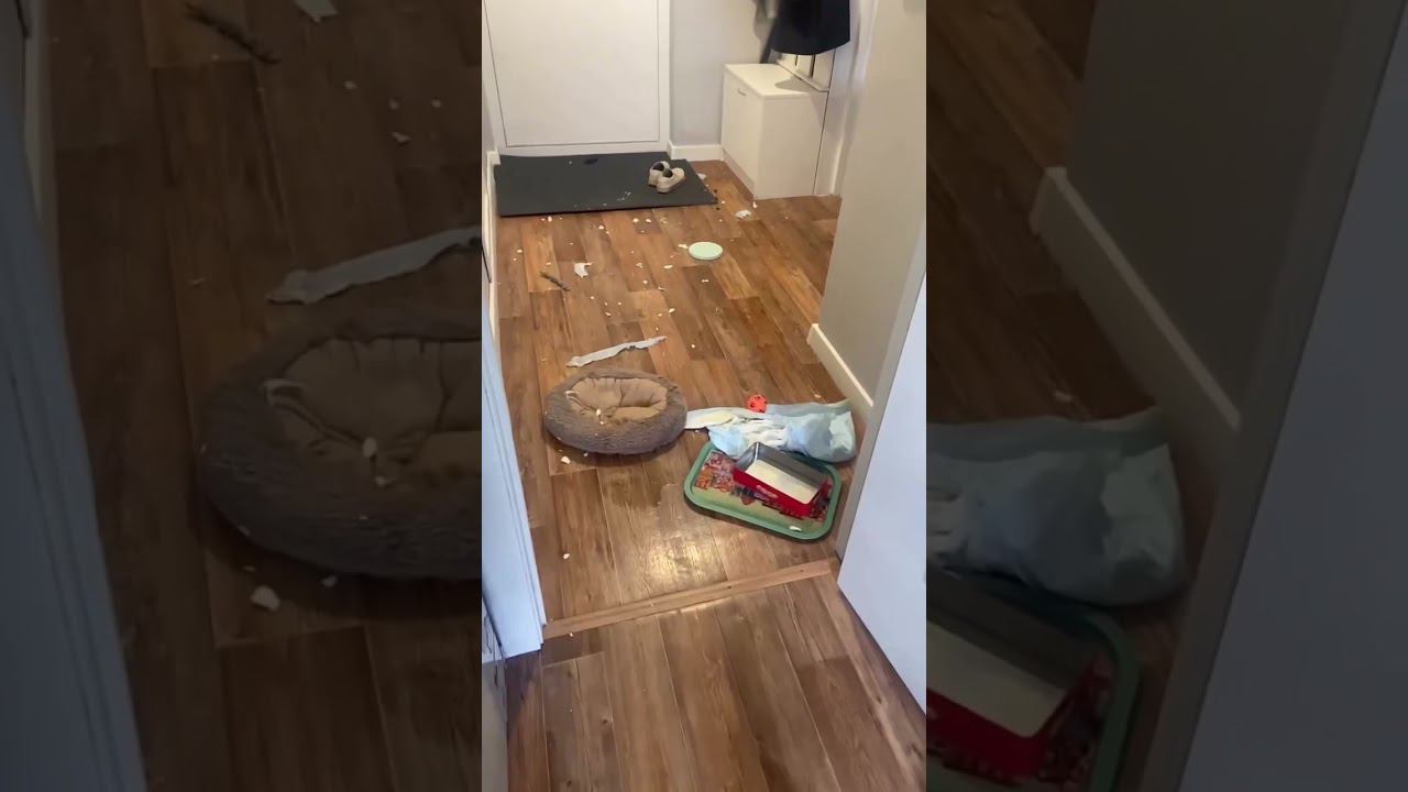 Чудо зверек - маленький щенок) Боярышник не успокоит) Сейчас она не такая)