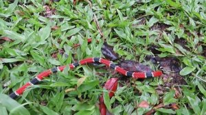 5 Самых Красивых Змей в Мире