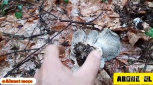 BU MEVSİMDE MANTAR OLUR MU? HEMDE EN LEZZETLİSİ OLUR          ( hygrophorus marzuolus )