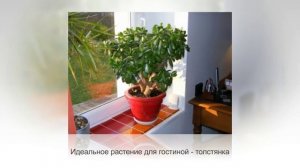 ФЕН-ШУЙ комнатных растений. Советы профессионалов