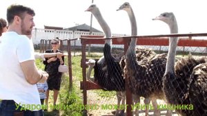 Страусиная ферма