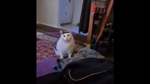 Кот мяукает с тик тока оригинал (версия для монтажа)