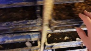 Чёрная львинка. Как устроен инсектарий