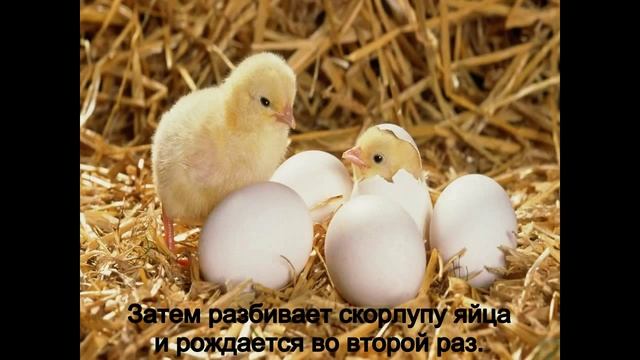 Почему на Пасху дарят яйца