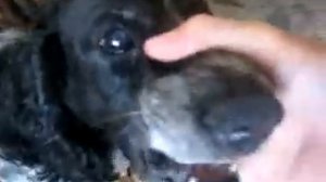 А бэ бэ бэ бээээ!!!