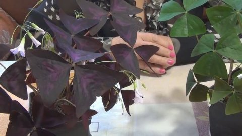 Кислица треугольная (Оксалис).