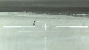 ?Ночная охота на волков?