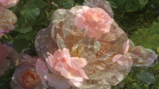 Роза Клер Ренесанс. Clair Renaissance. смотреть онлайн