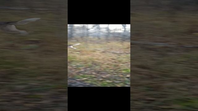 Угарная собачка