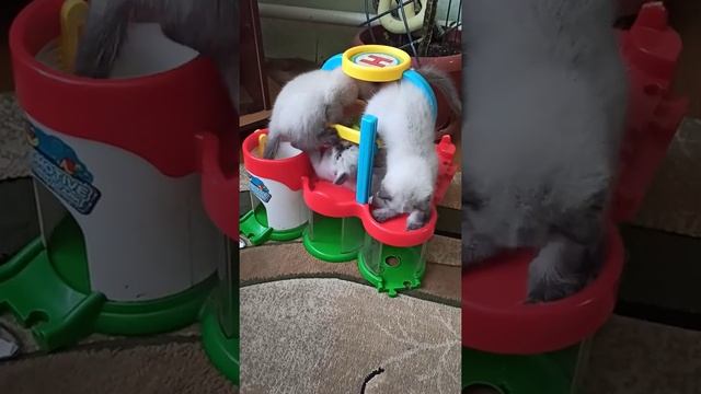 Вислоухие сиамцы(1, 5 мес) смотреть онлайн