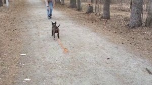 186. Миниатюрный бультерьер.