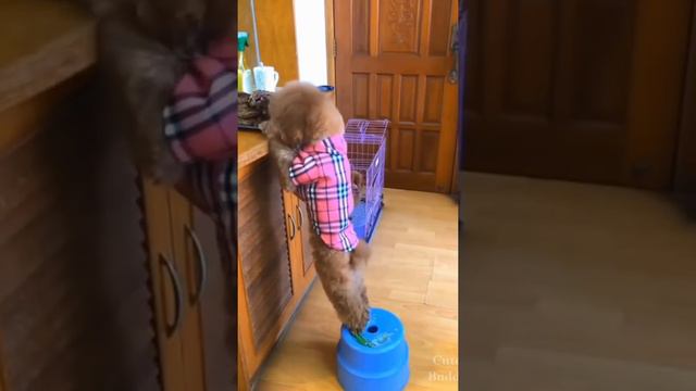 DOG in need is a dog indeed...#shorts/Funny DOG video