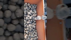 самодельная двухрядная картофелесажалка.