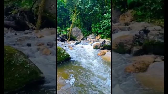 🌹|С ДОБРЫМ УТРОМ| Красивая музыкальная открытка| Попурри| Природа| смотреть онлайн