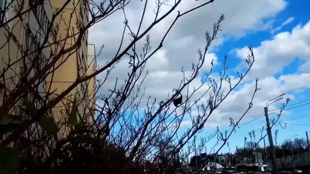 VID 1653002073727 Я сам над собой насмеялся ... (Н. Гумилёв)... Павел Васильев Лахтинский смотреть онлайн