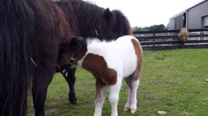 Самые дорогие породы лошадей на планете ТОП 10