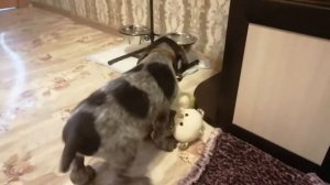 Щенок Дратхаара 1.5 мес.