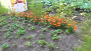 ВЬЕТНАМСКИЕ ПОРОСЯТА