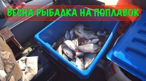 Ловля мирной рыбы весной на поплавок. Раздача Красноперки на реке Волга. Кто успел тот и съел.
