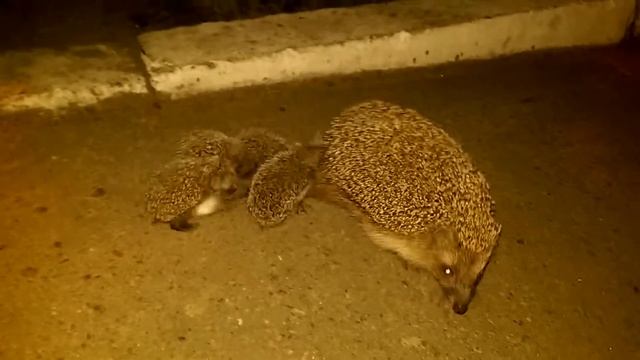 Мама и Малыши ежики смотреть онлайн