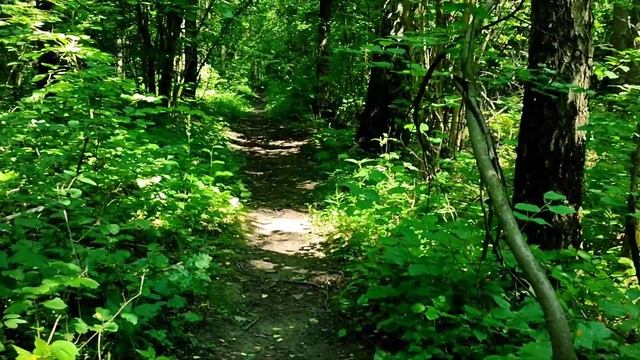 Прогулка по лесу смотреть онлайн