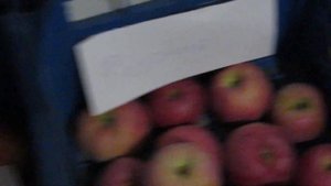 Яблоки Голден, Чемпион, Муцу, Симиренко Сигнальный урожай 2020