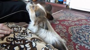 Поющая собака. Singing dog. Пекинес поет. Поющий пекинес