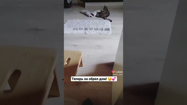 История о том, как у нас появился Барсик смотреть онлайн