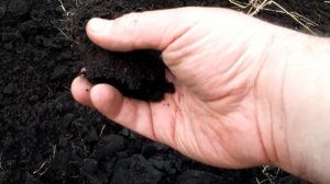 луговой чернозем