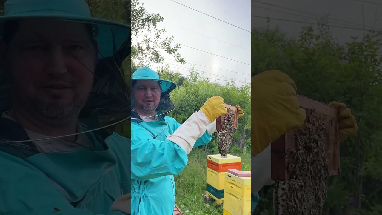 Рой пчел поселился в старом улье