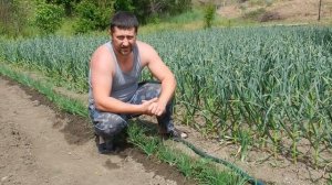 правильная посадка ЧЕСНОКА и 100% результат//correct planting GARLIC and 100% result