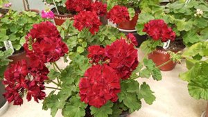 Калиопе Дарк Ред!