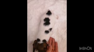 Щенки Джек Рассел терьер